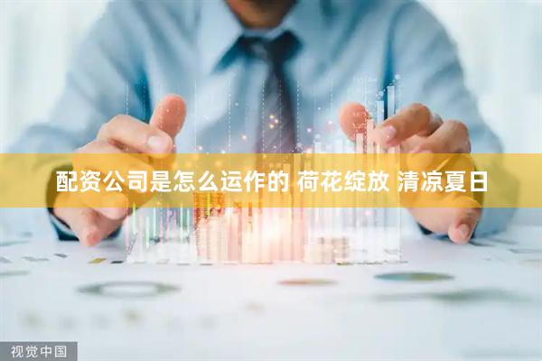 配资公司是怎么运作的 荷花绽放 清凉夏日